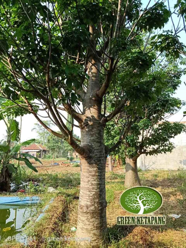 Jual Pohon Baobab Kaki Gajah
