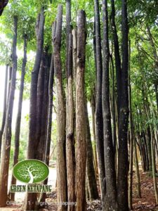 Harga Pohon Pule 2019