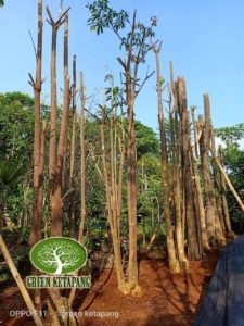 pohon pule
