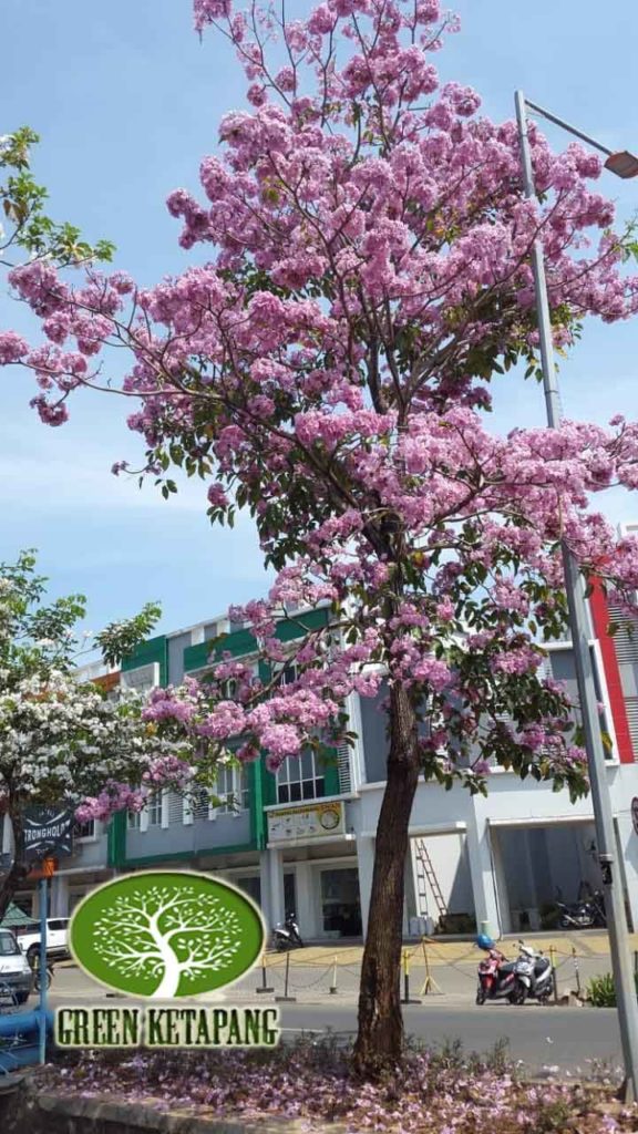 Jual Pohon Tabebuya Bunga Pink Dan Kuning » Green Ketapang