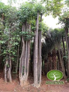 Jual Pohon Pule